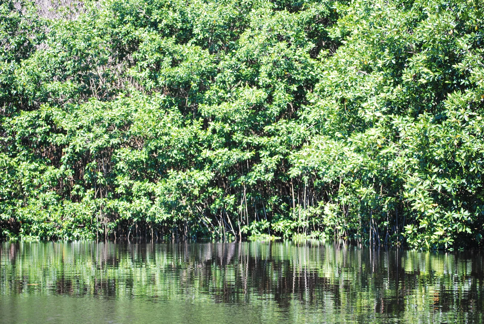 El manglar de La Ventanilla